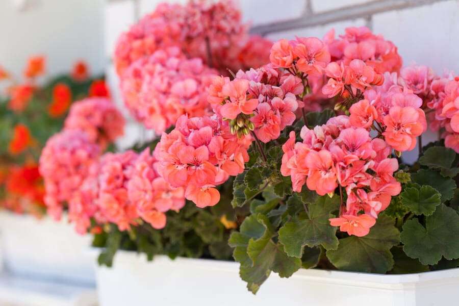 garden geranium flowers