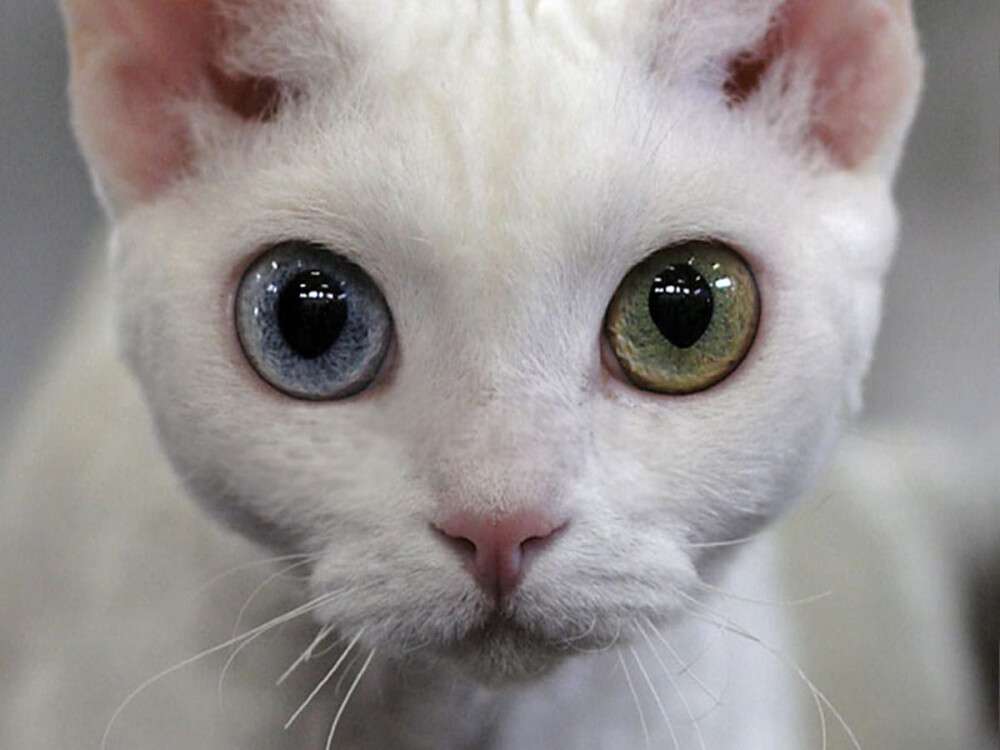 Уникальное явление: ТОП-3 породы кошек с разноцветными глазами