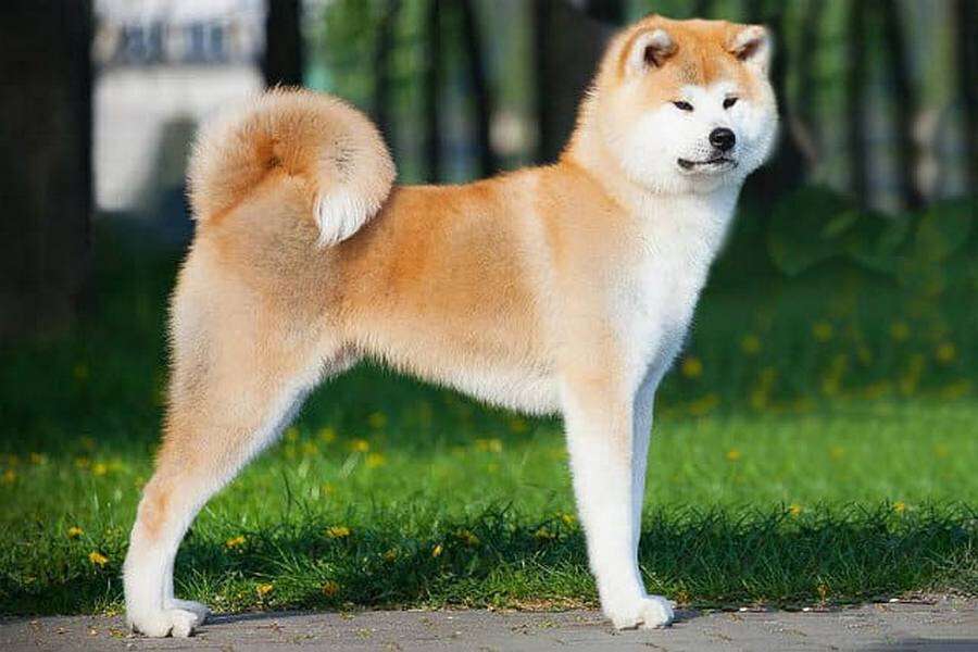 kak-dressirovat-akita-inu