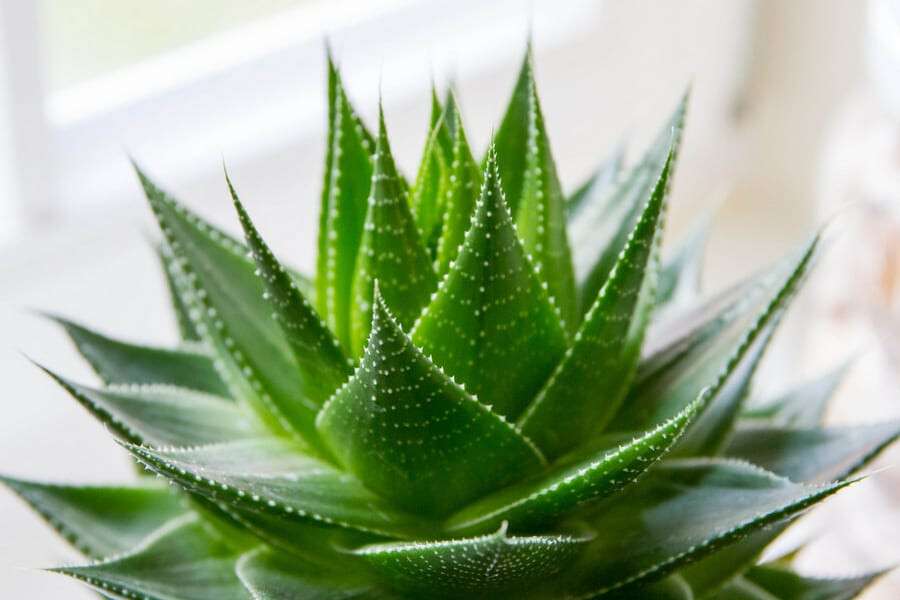 beauty-benefits-of-aloe-vera