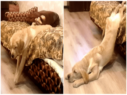 С места не сдвинуть: топ-3 пород собак, которые отличаются невероятной ленью