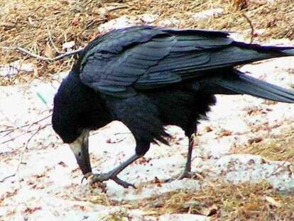 grach-ischet-edu-v-snegu-1280x720