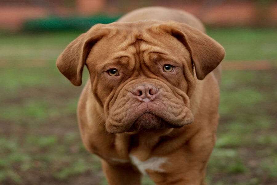 dogue-de-bordeaux-02