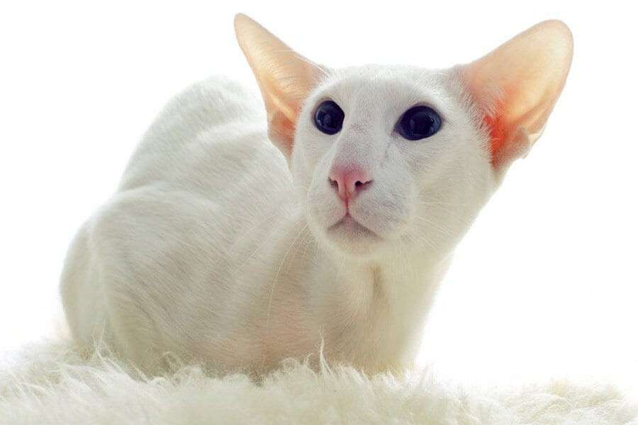 1484317971_oriental-cat