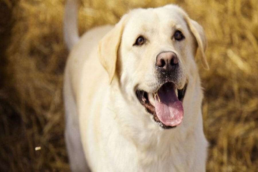 labrador_big-780x405-1