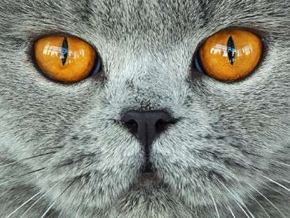 кошщ