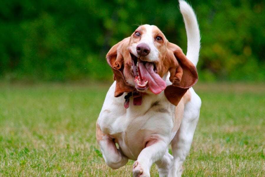 bassethound3