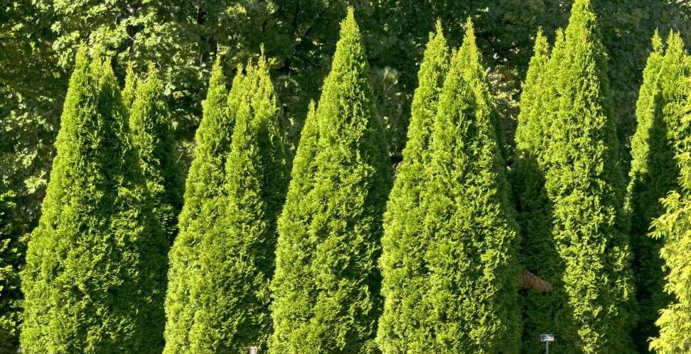 Thuja_occidentalis_Smaragd_IV_04-972x499