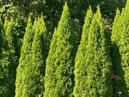 Thuja_occidentalis_Smaragd_IV_04-972x499