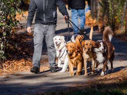 Избегайте поцелуев и мойте лапы: как правильно выгуливать домашних любимцев во время карантина