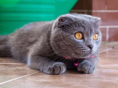 British shorthair sitting on tiled floor