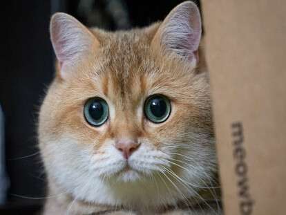 Невозможно пристроить: зооотели Днепра не берут животное из семьи с коронавирусом