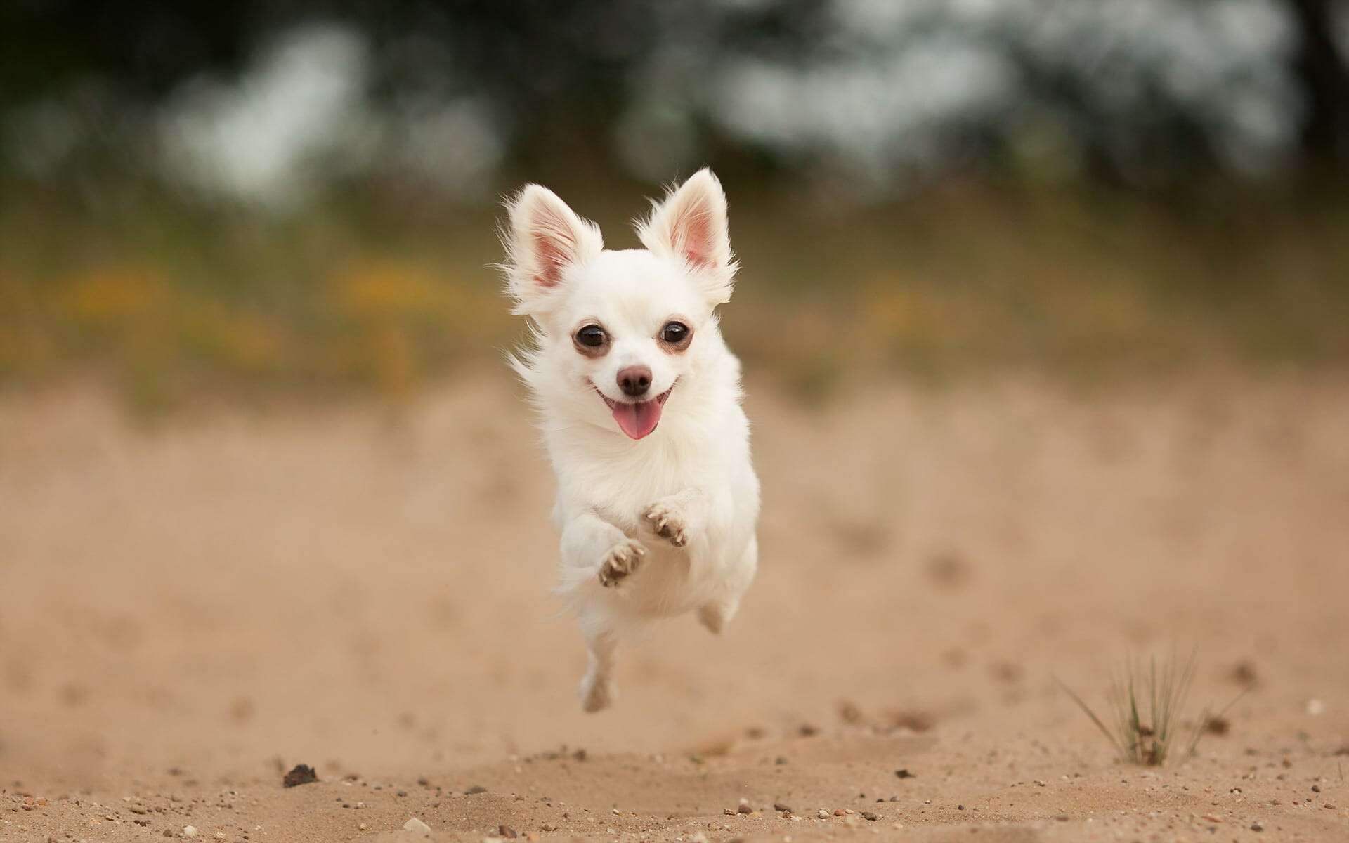 dogs_chihuahua_jump_run_453261