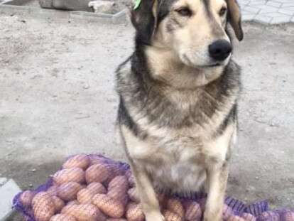 ле
