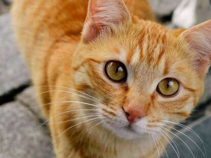 _109449098_catsstaring