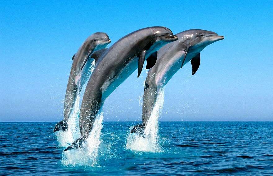 dolphins