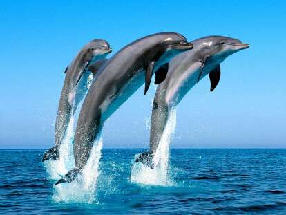 dolphins