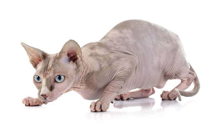 Sphynx Hairless Cat