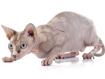 Sphynx Hairless Cat