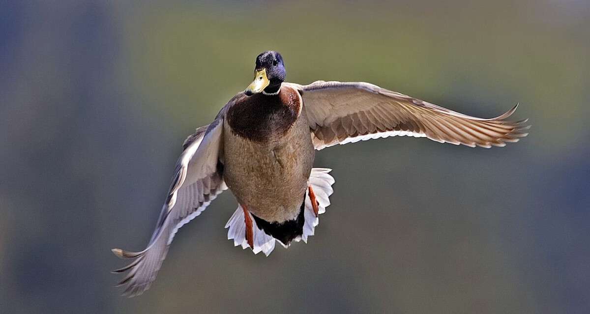 Male_mallard_flight_-_natures_pics