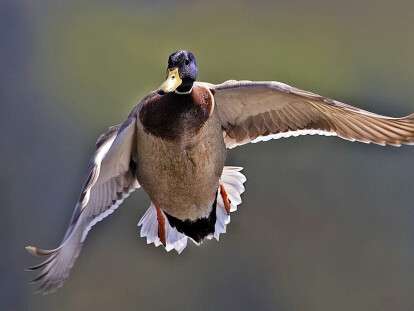 Male_mallard_flight_-_natures_pics