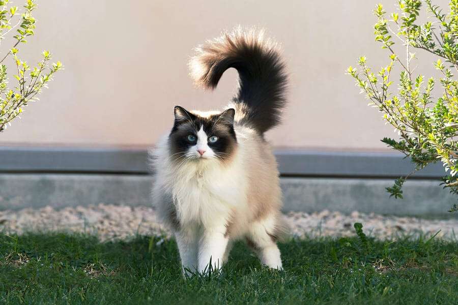 RAGDOLL DE 12 MOIS