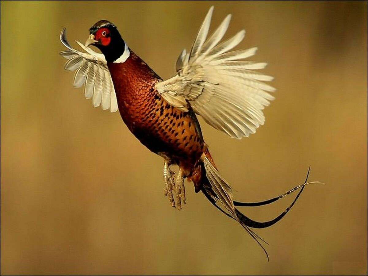 Фазан охотник знать. Фазаны (Pheasants). Белый фазан. Золотой фазан полет. Полет фазана.