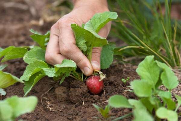 hand pulling ripe radishes in garden