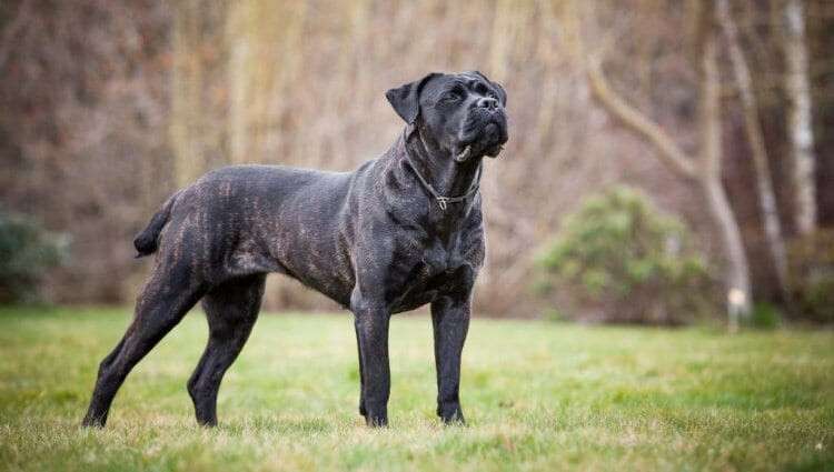 cane-corso