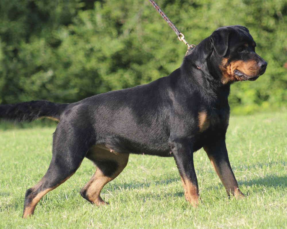 front-rottweiler