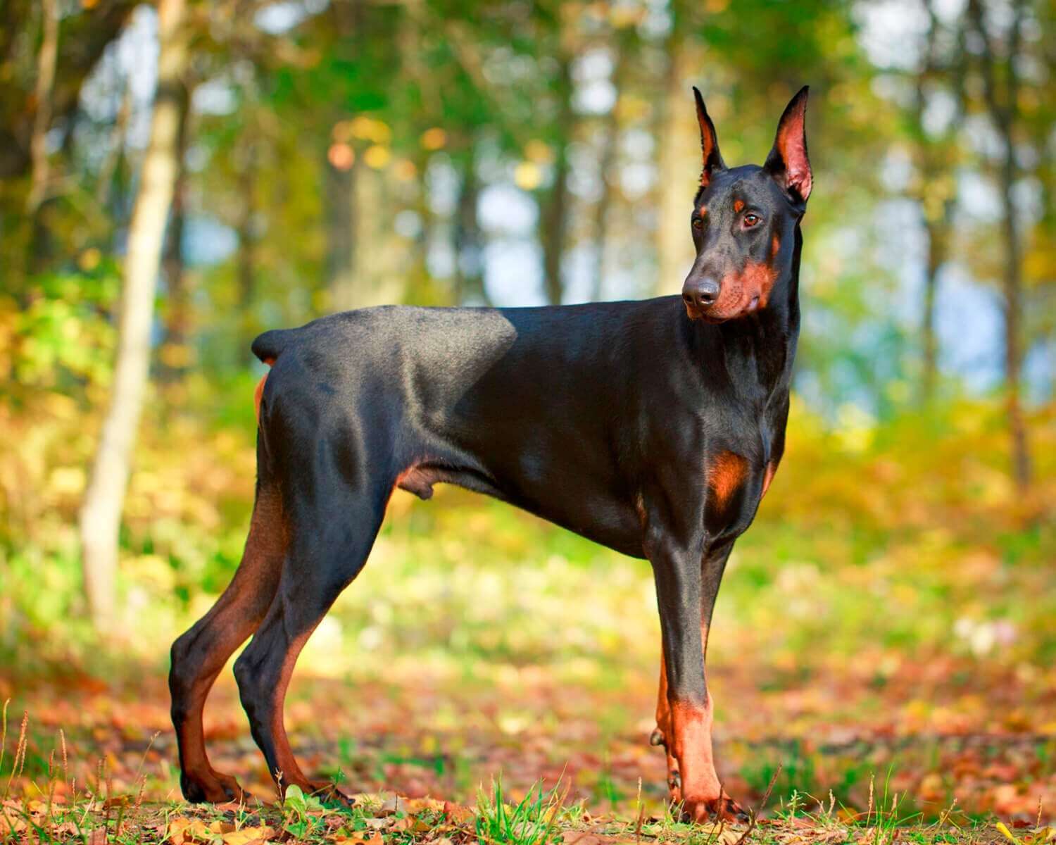 doberman