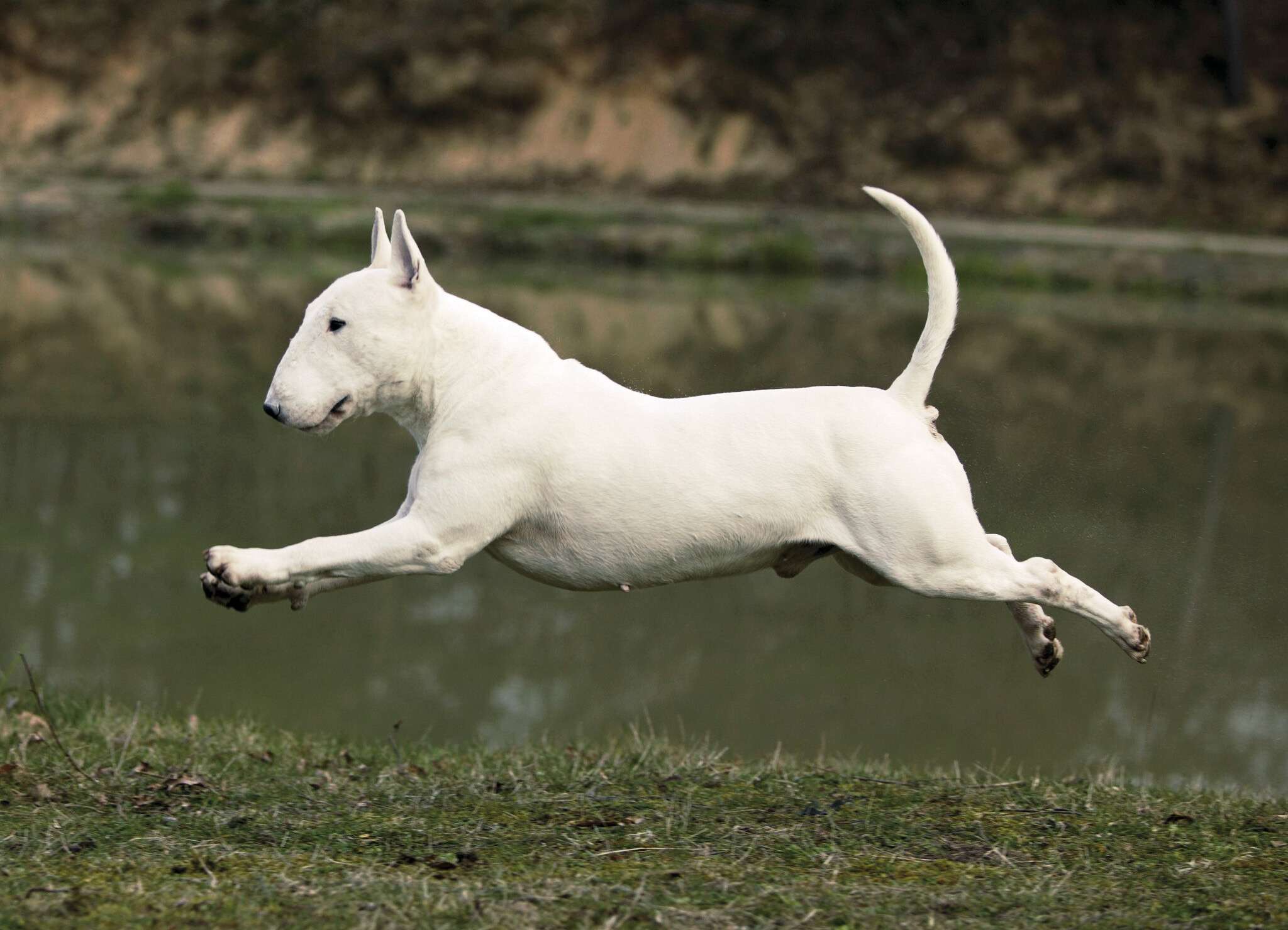 Chien, Bull-Terrier