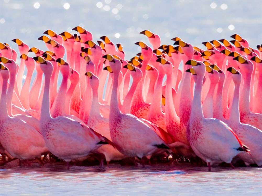 На лимане в Николаевской области впервые появились розовые фламинго: какая красота (Фото)