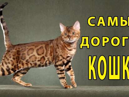 Топ-10-самых-дорогих-кошек-в-мире