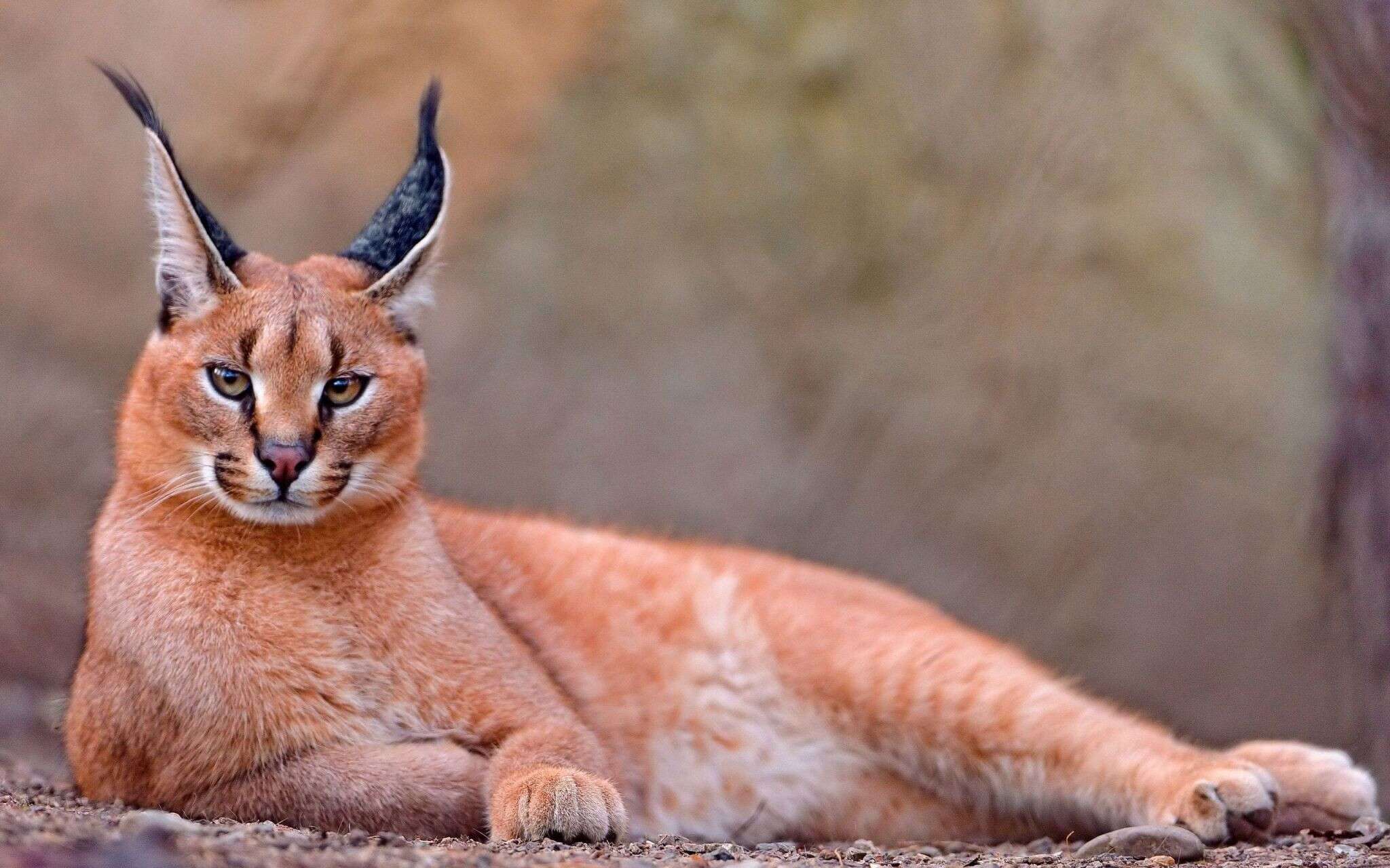 caracal_cat