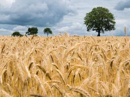 agriculture-2549245_960_720