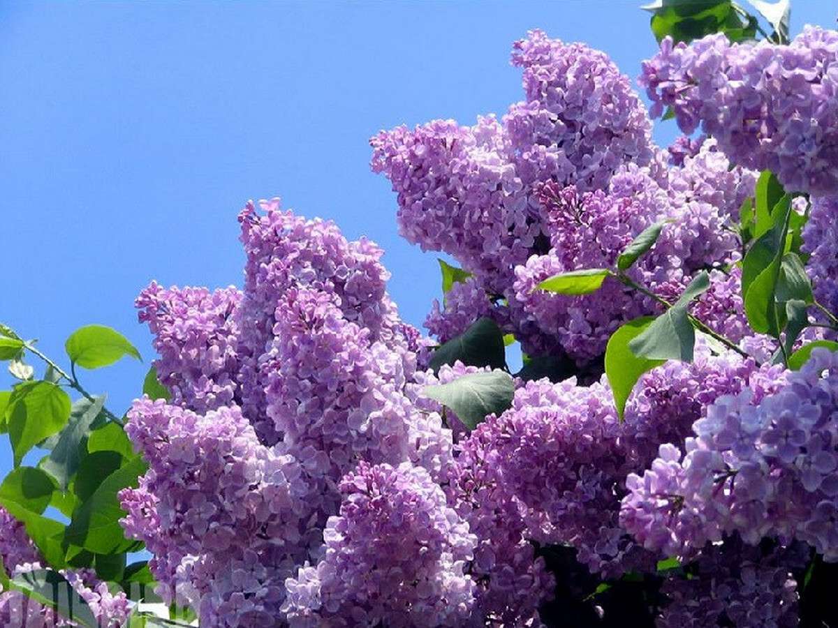 Под Днепром в ботаническом саду показали, как цветут пионы и сирень во время карантина, просто цветочный рай