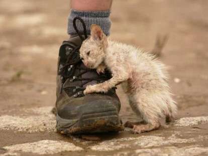 114229848_4248238_18