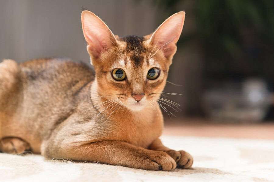 abyssinian-cat-3