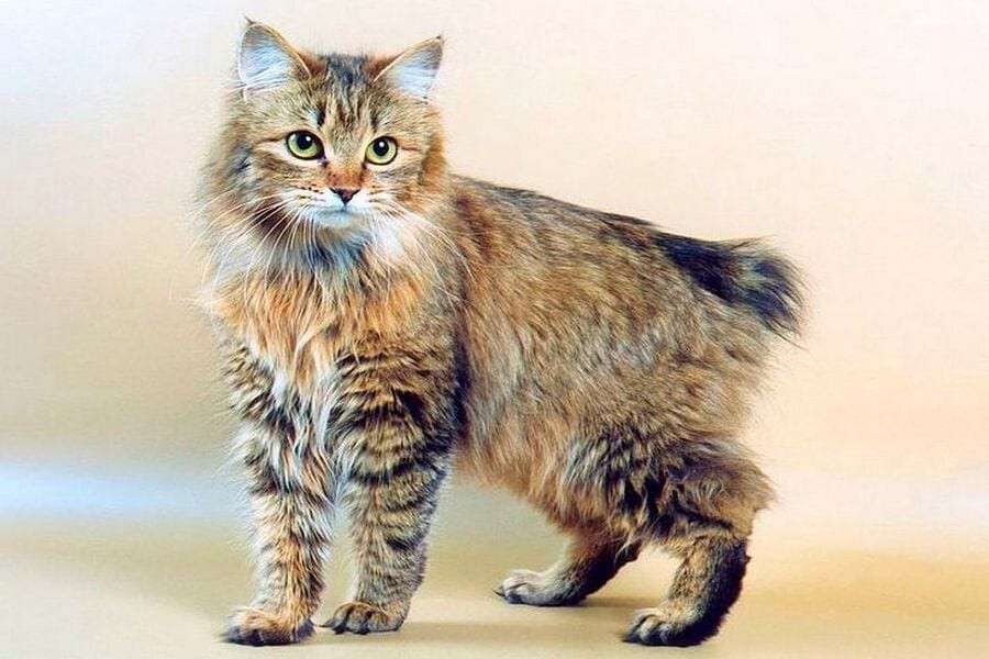 kurilian_bobtail_09