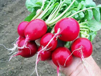 radish-cherry-belle_LRG