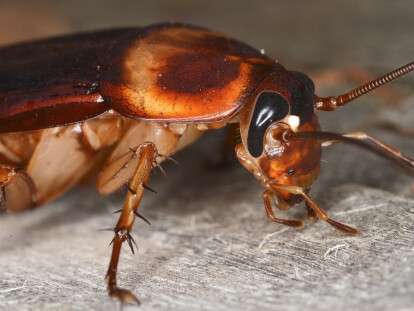 shutterstock_631420070