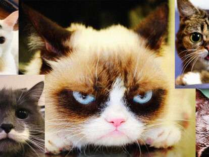 kitten-pic4_zoom-1500x1500-96823