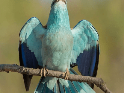 кури