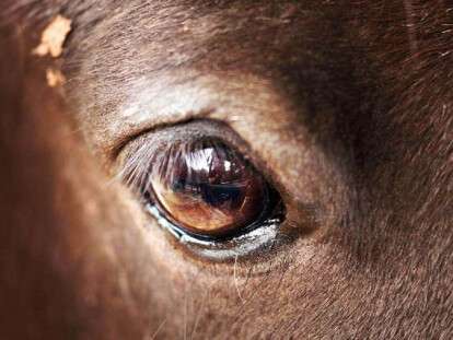 В Днепре молодую лошадь Любашу хотят отдать мяснику: дорога каждая минута