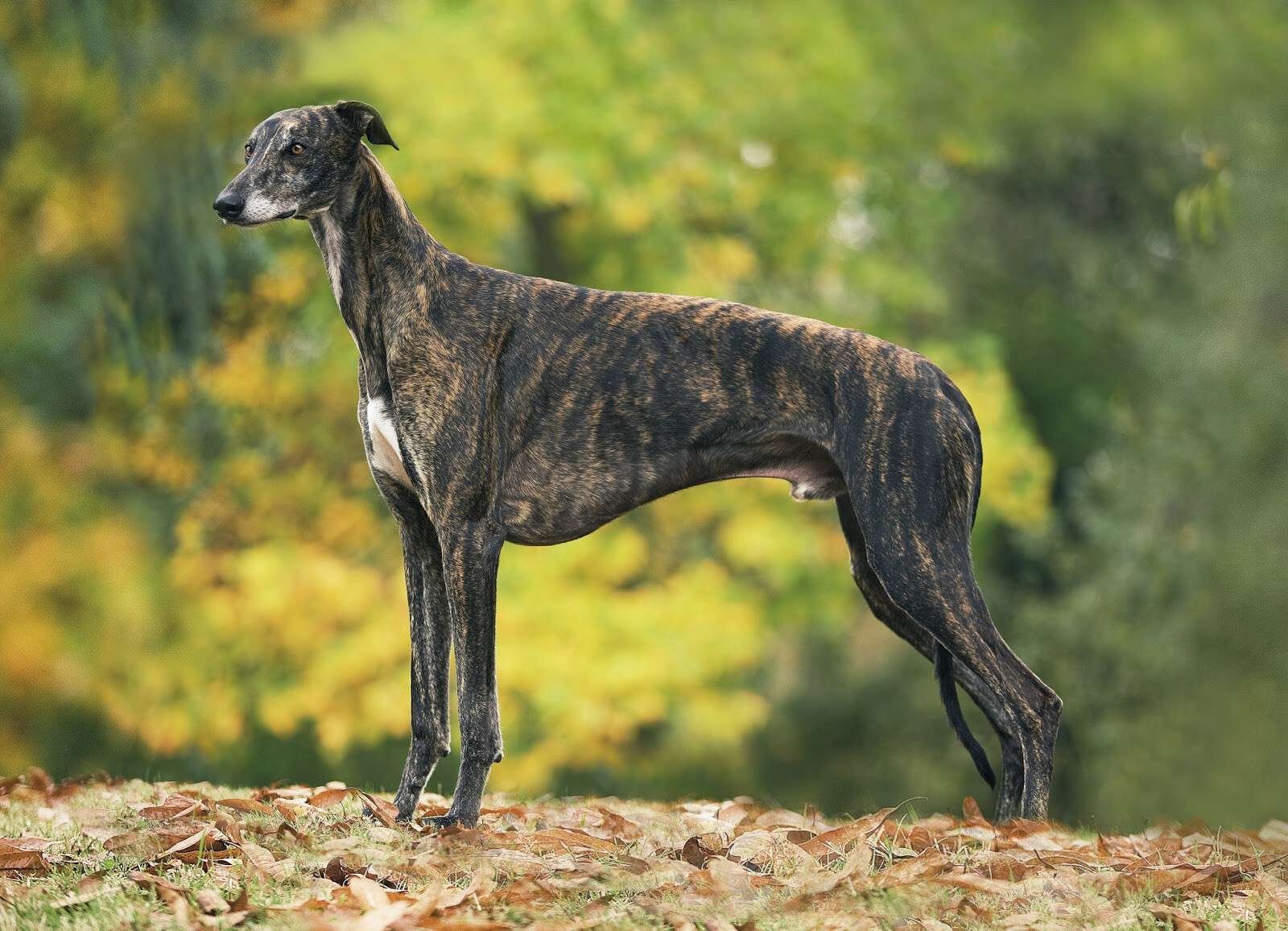 Greyhound