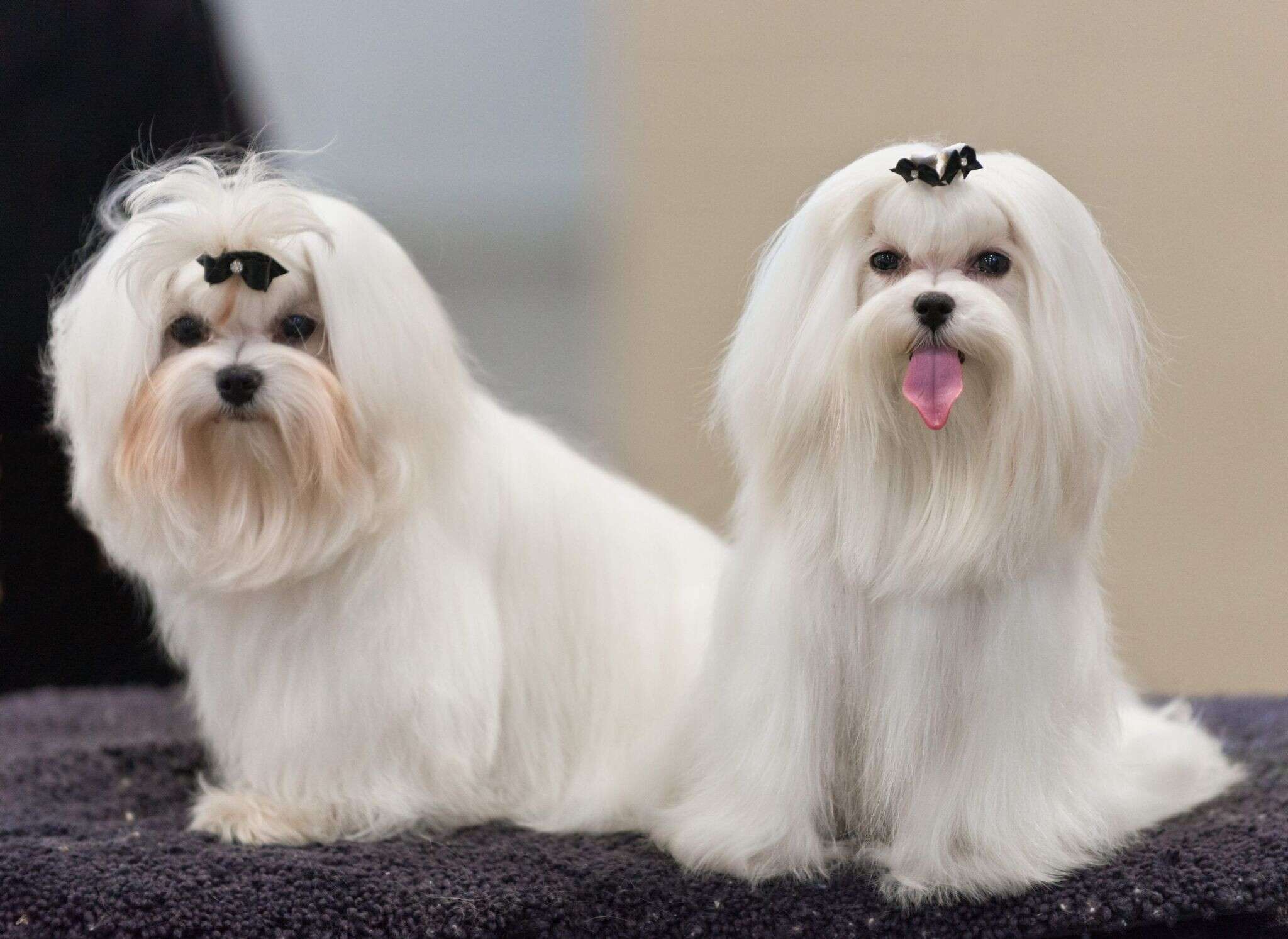 01_akc_maltese_dog_show_2013