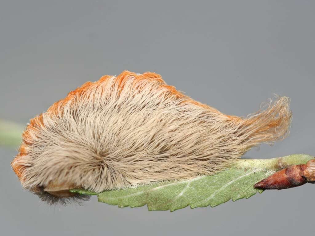 megalopyge-opercularis-puss-caterpillar-wig-like