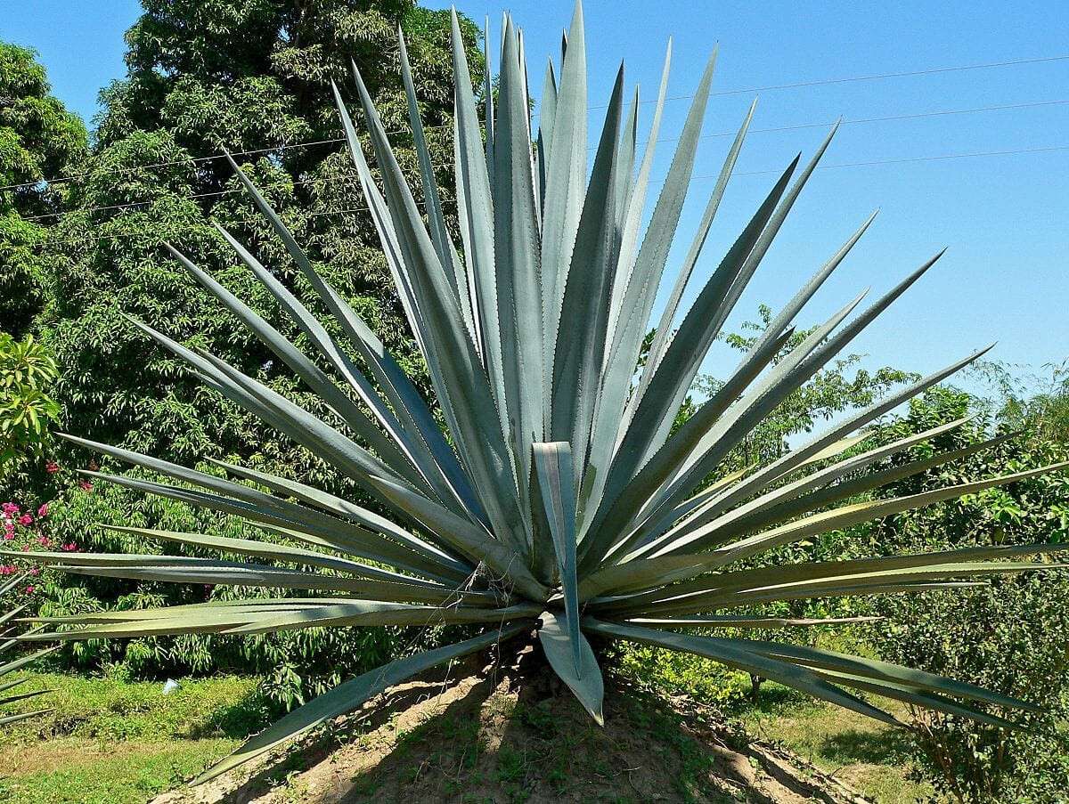 1200px-agave_tequilana_2