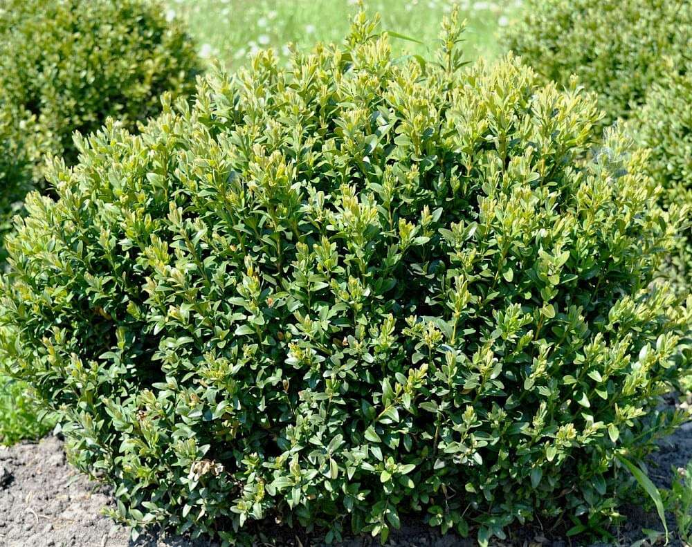 Вечнозеленый кустарник. Самшит колхидский куст. Самшит — Buxus colchica. Самшит колхидский дерево. Самшит гирканский.